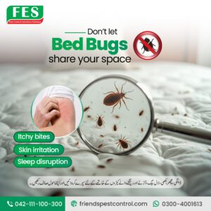 Don’t Let Bed Bugs Share Your Space — Professional Bed Bug & Termite Control in Pakistan