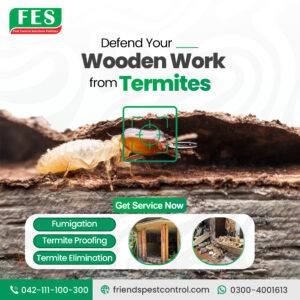 Defend Your Wooden Work from Termites | Termite Control in Pakistan