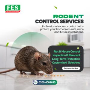 🐀 Professional Rodent Control Services – Protect Your Property from Rats and Mice