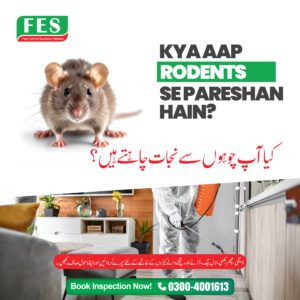 🐀 Kya Aap Rodents Se Pareshan Hain? 🏠